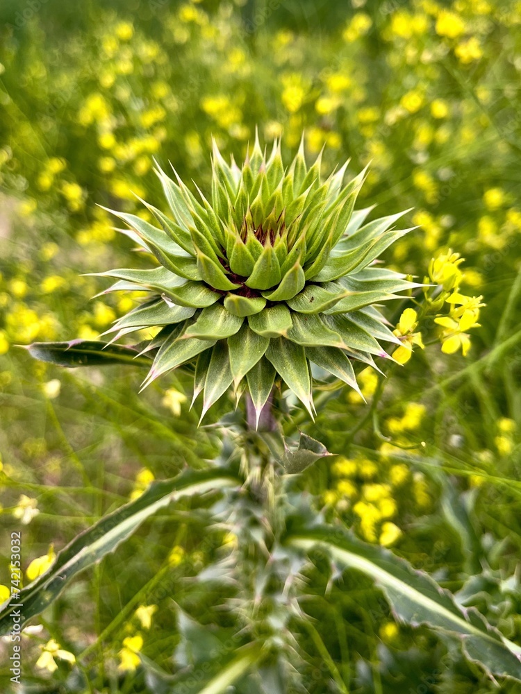 Closeup of a Thistle flower just about to bloom Closeup of a Thistle flower just about to bloom