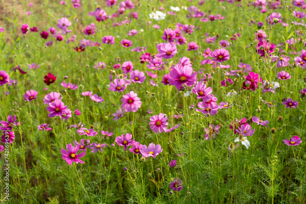 Pink cosmos flower fields. Nature background.