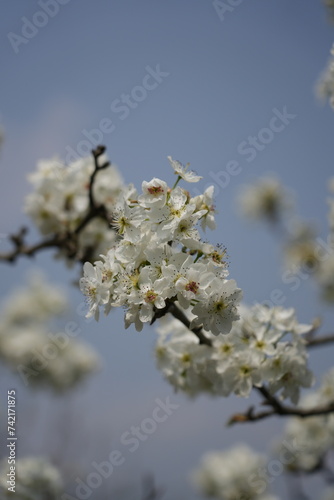 white pear flower blossoming