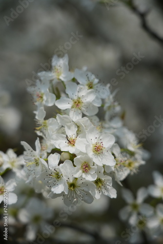 white pear flower blossoming © Hanlu