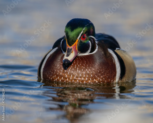 Male Wood Duck photo