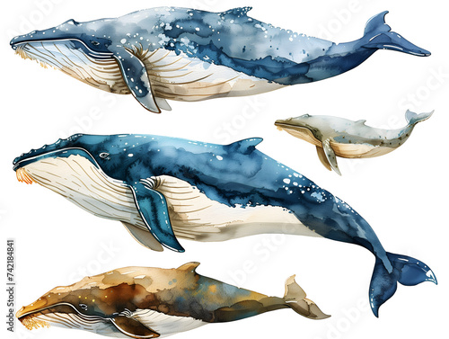 blue whale isolated on white, watercolor style