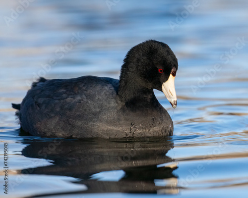 Fotografie American Coot
