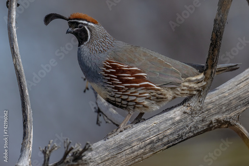 Male Gambel's Quail photo