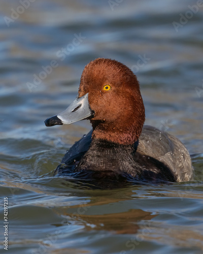 Redhead Duck