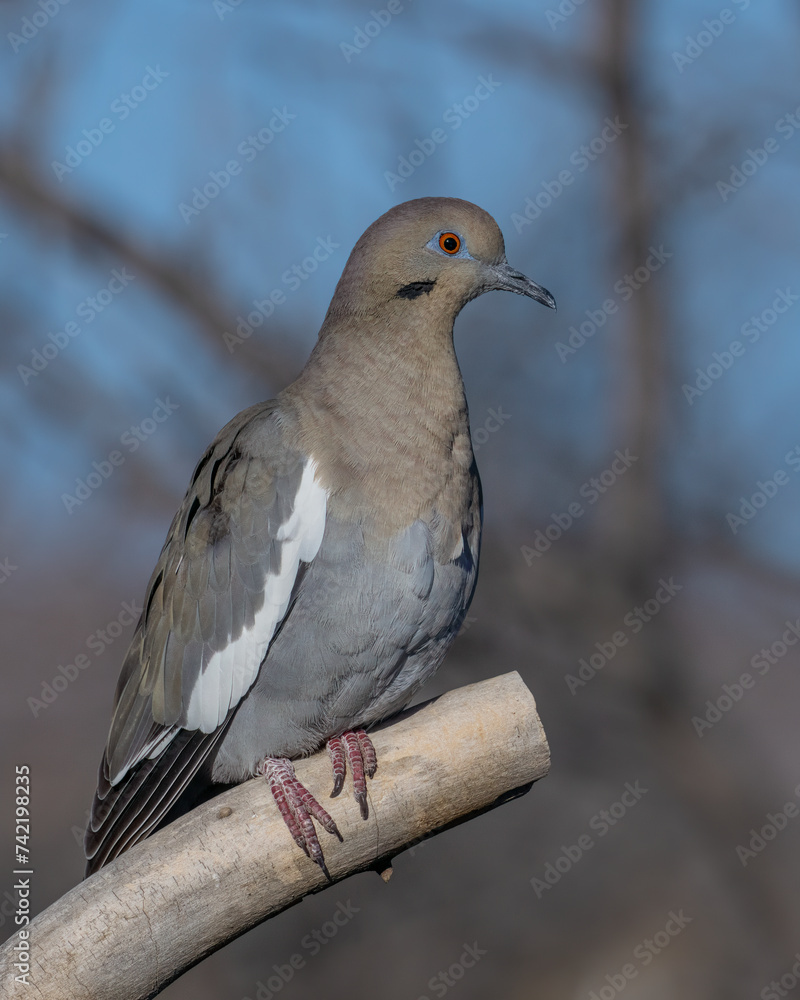 White-winged Dove