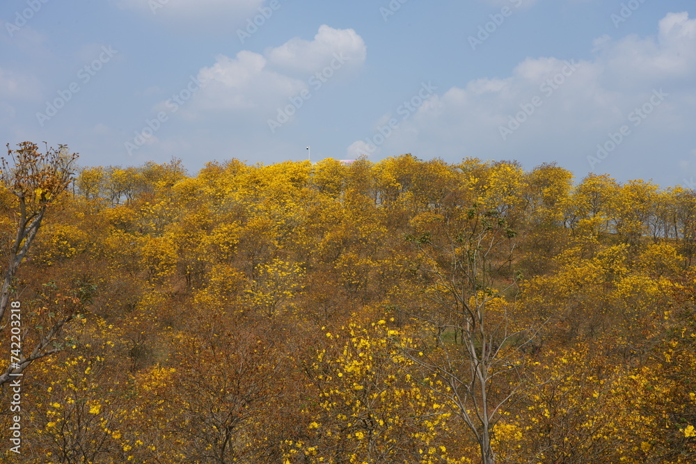 Tabebuia chrysantha, yellow flower blossom Tabebuia chrysantha, yellow flower blossom