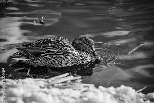 duck on the lake (B & W) (ID: 742204297)