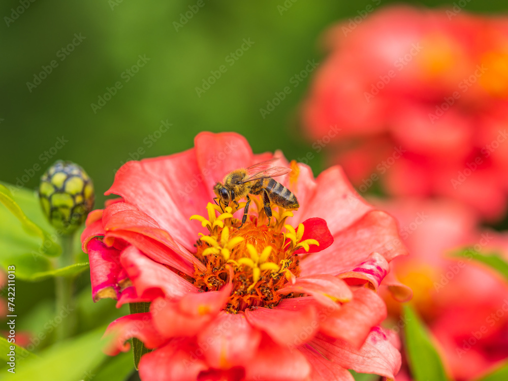 A bee collects nectar from Red marigolds flower in the garden in summer close-up. A bee collects nectar from Red marigolds flower in the garden in summer close-up.