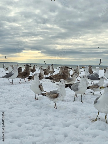 seagulls on the beach in snow