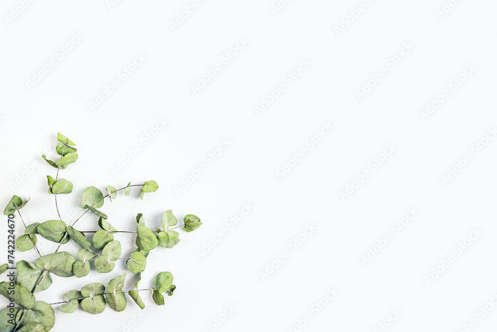 Green leaves on a white background. Copy space.