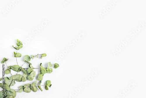 Obraz na płótnie Green leaves on a white background. Copy space. w salonie