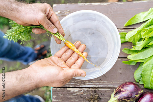 A man cook chef is holding a carrot in his hand after cleaning it in plastic container, preparing ingredients for a nutritious dish on a kitchen of an organic bio restaurant. He harvested thuis carrot photo