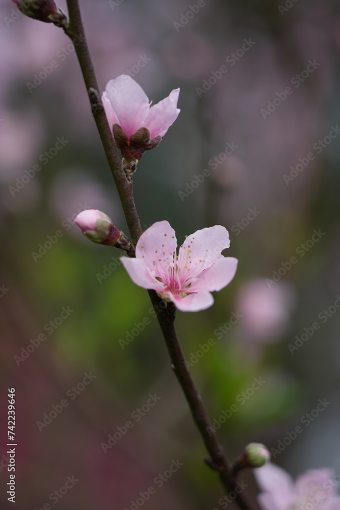 Wintersweet flowers