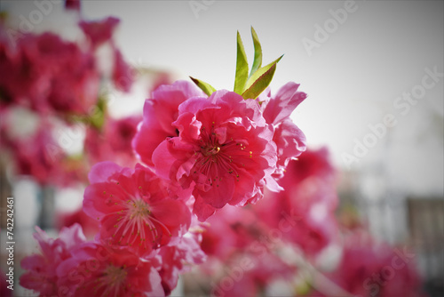 Flower in Yuan Dynasty City Wall Relics Park