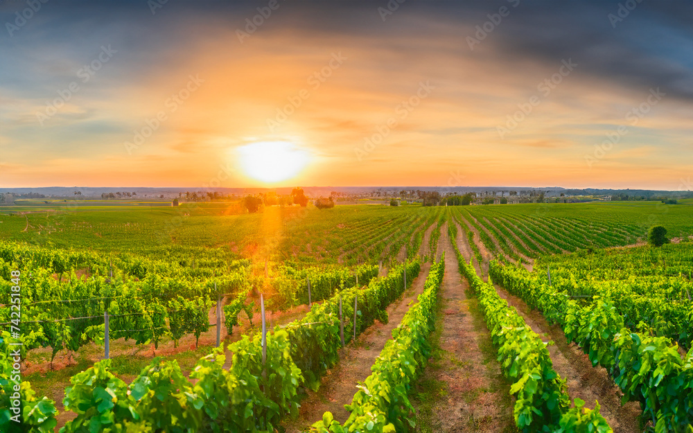 panoramic view of a summer vineyard at sunset. green vineyard rows at sunset
panoramic view of a summer vineyard at sunset. green vineyard rows at sunset