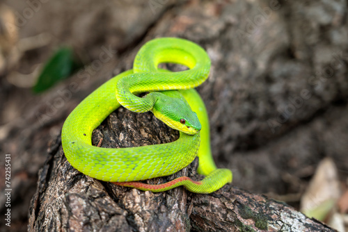 Snake with hemotoxic venom affects the blood system. Guo’s green pit viper (Trimeresurus guoi) have red eyes in Thailand, it can only be found in the northern region, living in forests on mountains. photo