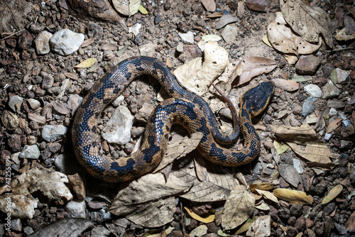 Snake with hemotoxic venom affects the blood system. Himalayan mountain pit viper (Ovophis monticola) at night. found scattered in the high mountain areas in the northern region of Thailand.