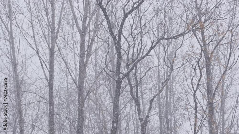 Tree branches on the background of snowfall. Flakes of snow falling down winter landscape. Tree branches on the background of snowfall. Flakes of snow falling down winter landscape.
