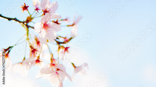 春の季節を感じさせる青空と満開に開花した桜の花のクローズアップとカラフルな背景のボケとコピースペース photo