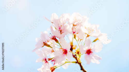 春の季節を感じさせる青空と満開に咲いた桜の花のクローズアップとカラフルな背景ボケ