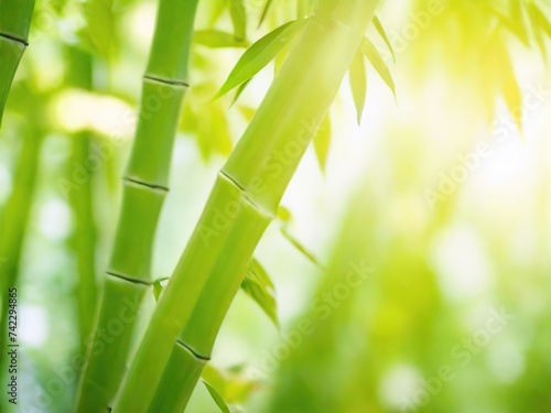Background light green, yellow, pastel colors, bamboo trunks on the right, sunny diffused light