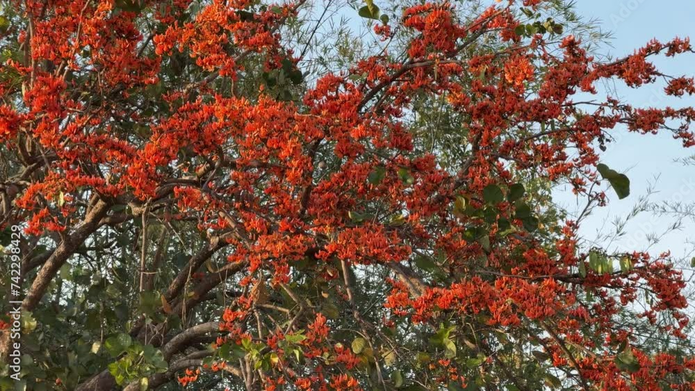 The beautiful red flowers on tree The beautiful red flowers on tree