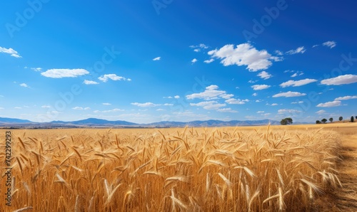 wheat field landscape on a sunny day