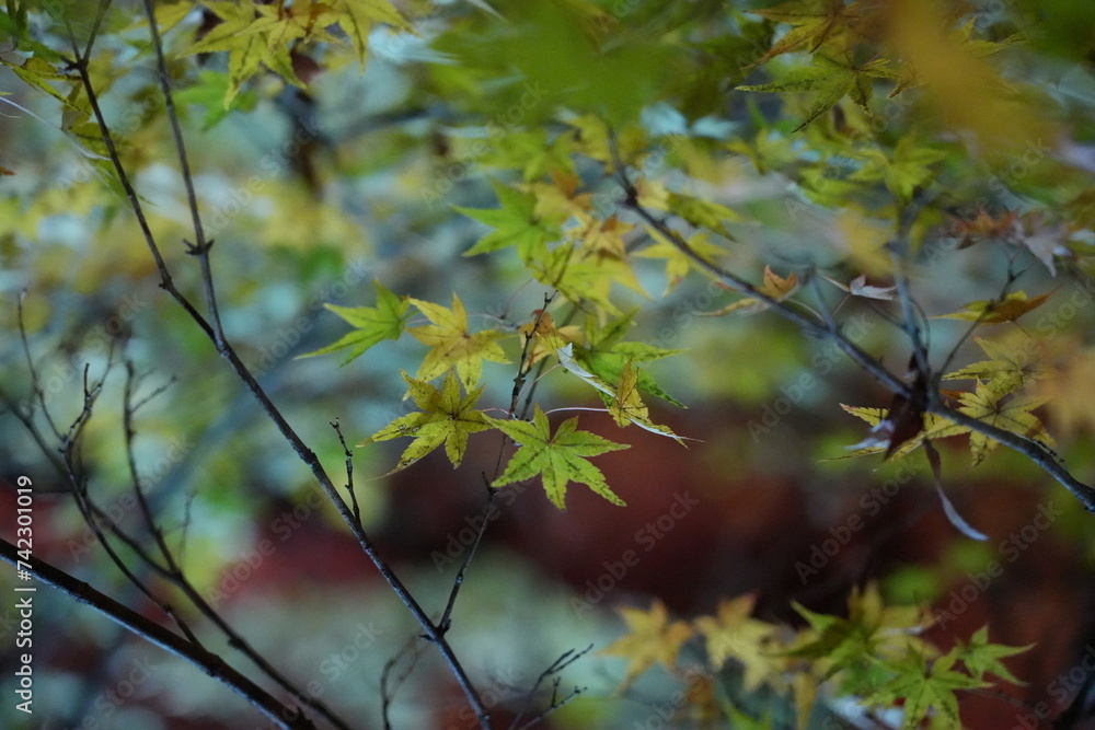 Green maple leaves in the forest at night Green maple leaves in the forest at night