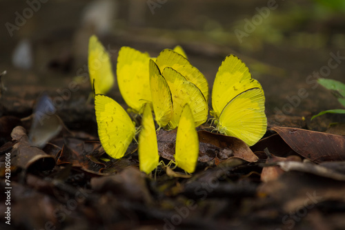 A group of yellow butterflies feeding on the ground.