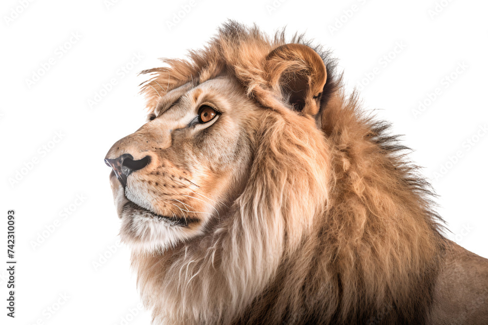 Close-up of lion, Panthera leo, side view isolated on transparent background