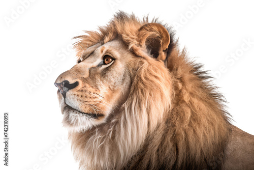 Close-up of lion  Panthera leo  side view isolated on transparent background