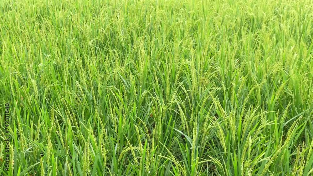 rice field with ripening rice ears. Rice terraces in the Philippines rice field with ripening rice ears. Rice terraces in the Philippines