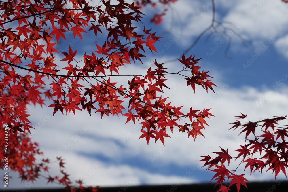 Maple leaves and maple tress Maple leaves and maple tress