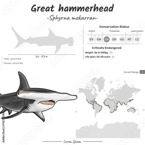 Sphyrna mokarran Great Hammerhead shark geographic range
