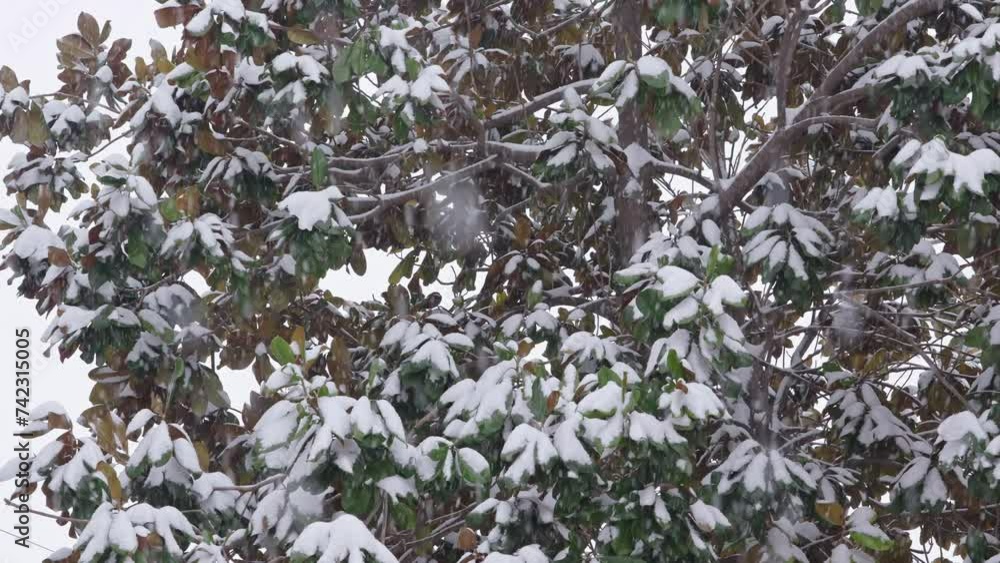 Flakes of snow falling plant with green leaves . Tree branches on the background of snowfall. Flakes of snow falling plant with green leaves . Tree branches on the background of snowfall.