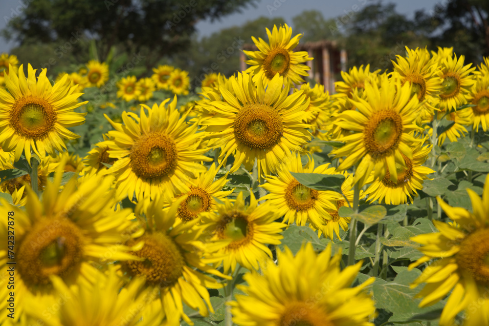 Sunflowers Sunflowers