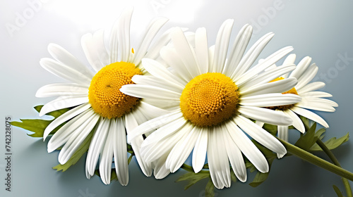 Daisy flower background  spring nature background