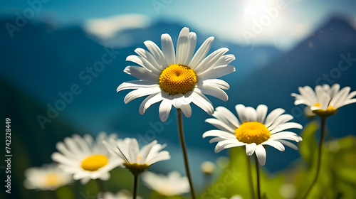 Daisy flower background  spring nature background