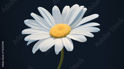 Daisy flower background  spring nature background