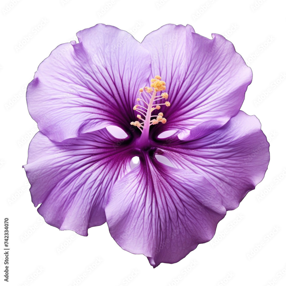 Naklejka premium purple hibiscus flower on front view png