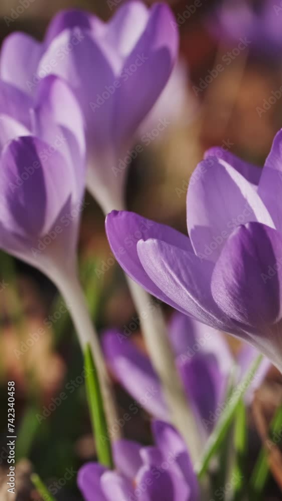 Springtime close-up view of violet crocuses. Soft selective focus of flowering crocus flowers. Vertical video Springtime close-up view of violet crocuses. Soft selective focus of flowering crocus flowers. Vertical video