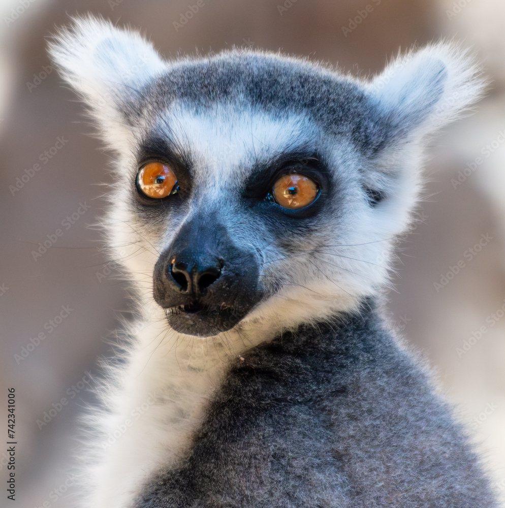 Obraz premium Portrait of a lemur in the zoo