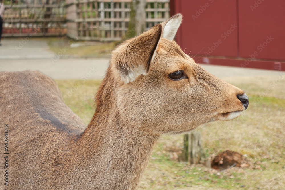 animal, deer, nature, brown, farm, portrait, animals, face,Nara,Japan,sika,japanese, nara park, japanese deer, 일본, 일본여행,나라공원,사슴,일본 나라, 나라여행,しか,鹿,奈良,奈良公園,関西,동물,공원,여행 animal, deer, nature, brown, farm, portrait, animals, face,Nara,Japan,sika,japanese, nara park, japanese deer, 일본, 일본여행,나라공원,사슴,일본 나라, 나라여행,しか,鹿,奈良,奈良公園,関西,동물,공원,여행