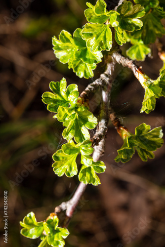 Small currant leaves on branches in spring. Close-up
