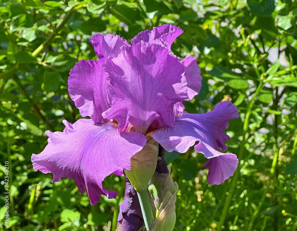 Iris flower beautiful pink purple blossom