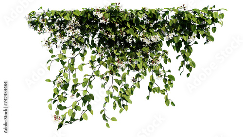 Plant vine green ivy leaves tropic hanging, climbing isolated on transparent background.