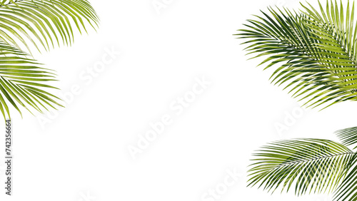 Summer Tropical palm leaves. Exotic palms tree. Transparent Background. photo