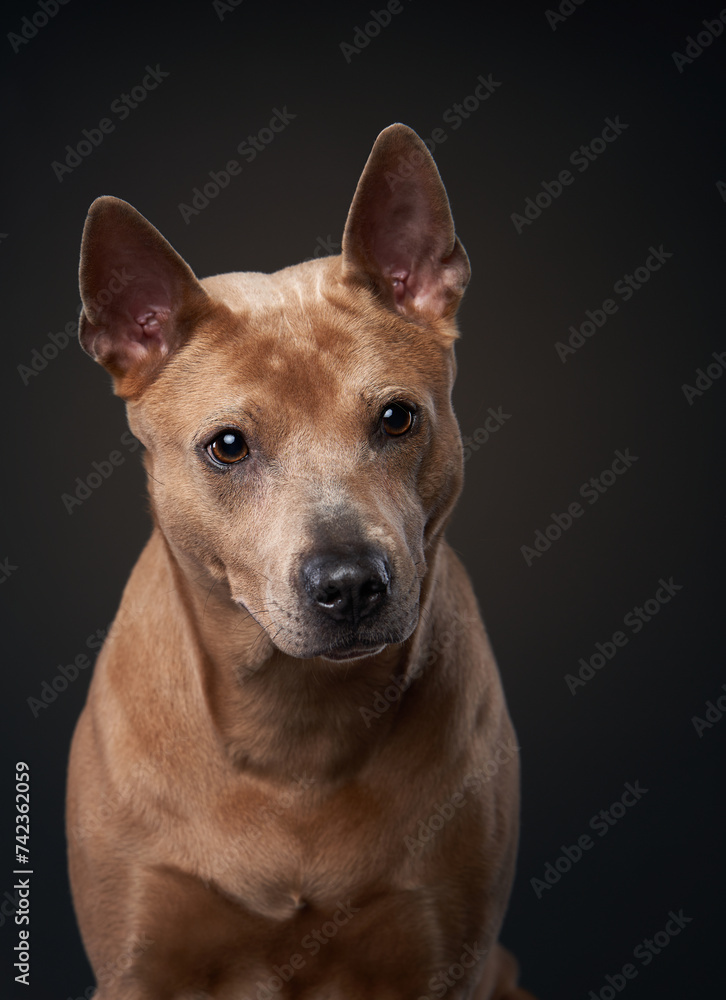 A poised Thai Ridgeback dog peers out with attentive eyes in a studio setting, its fawn coat a rich contrast to the dark backdrop