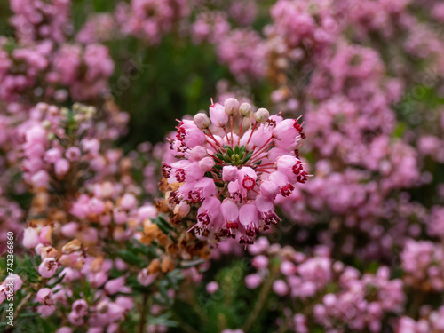 Cornish heath or wandering heath (Erica vagans) 'Pyrenees Pink' with dark green foliage flowering with long racemes of deep pink flowers